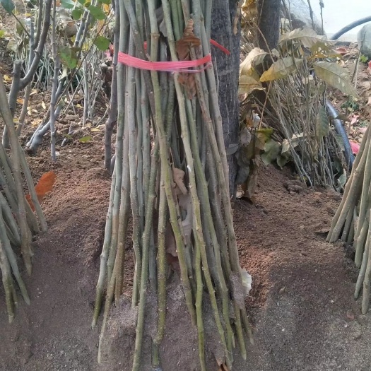 泰安泰山板栗苗 一公分板栗苗