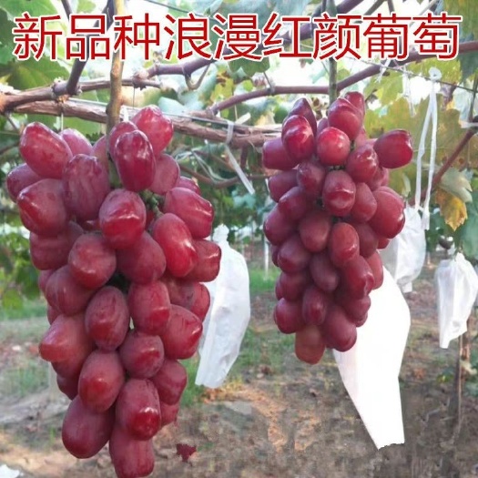 平邑县浪漫红颜葡萄苗 浪漫红颜葡萄嫁接苗品种包对版量大优惠死苗补发