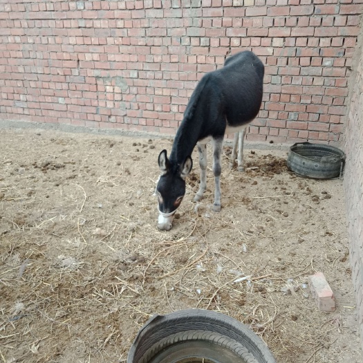  新疆吐鲁番本地种驴