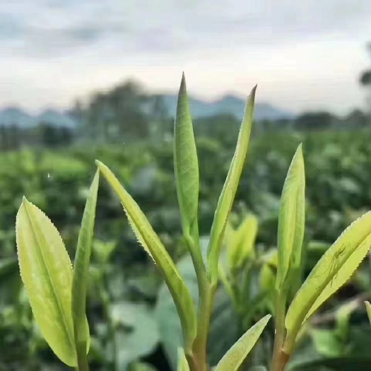佛山英德绿茶 英德红茶