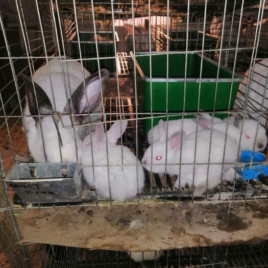灵台县 大型肉兔，生长快