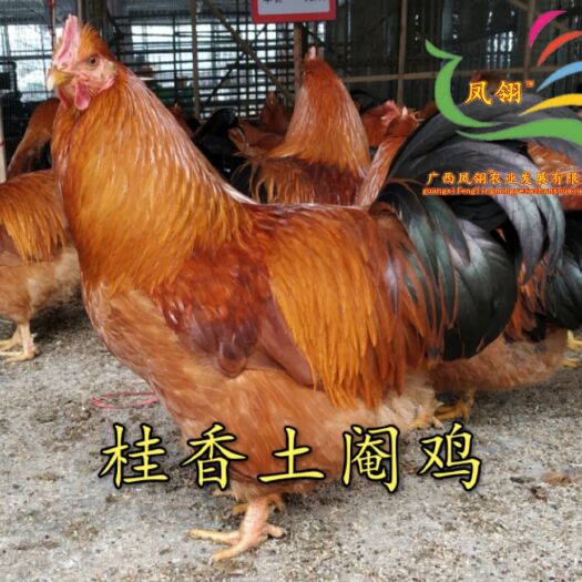 南宁桂香土鸡苗