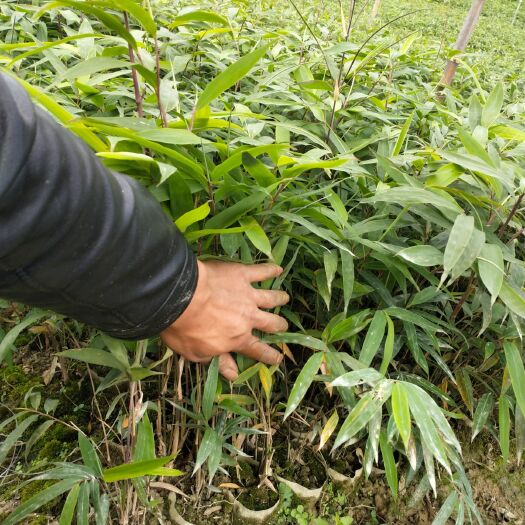 筠连县方竹苗
