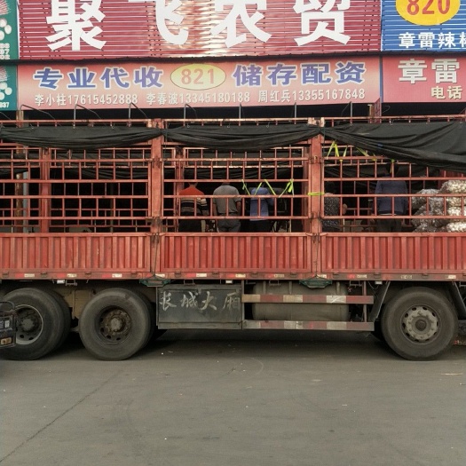 金乡县 代收代存大蒜一条龙服务