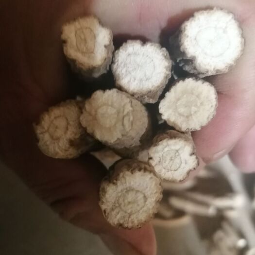 亳州白芷