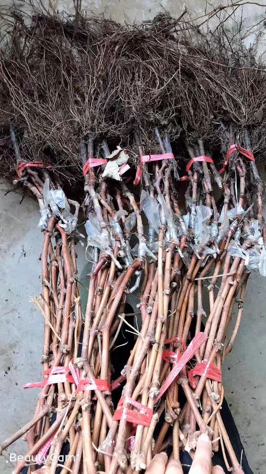 浪漫红颜葡萄苗 浪漫红颜葡萄嫁接苗品种包对版量大优惠死苗补发