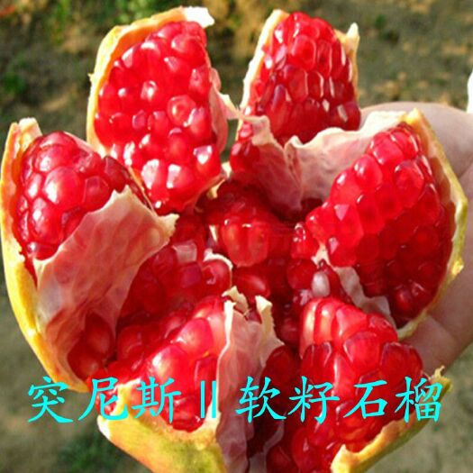 平邑县突尼斯软籽石榴树苗  【看精品】下单基地现挖发货！根系发达！包品种成活率高！