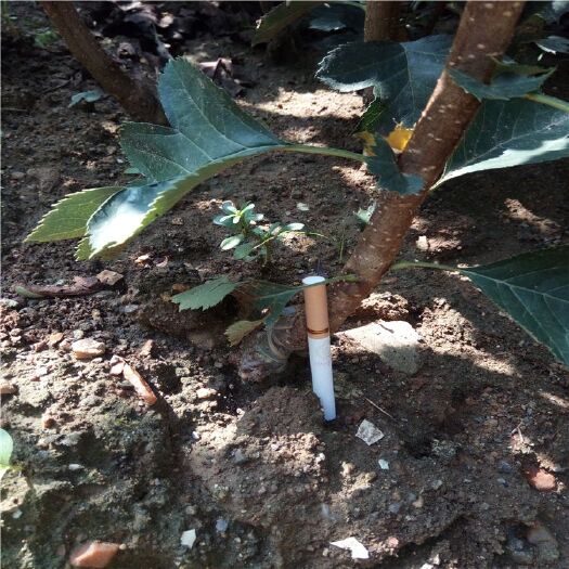 泰安大金星山楂树苗 山楂苗