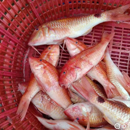 海口斗鲳 红海里
