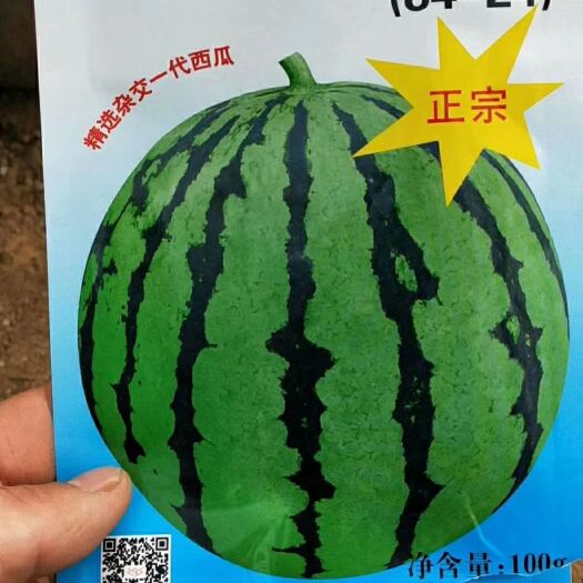 宿州 出售嫁接西瓜苗甜瓜苗黄瓜苗，保质保量，信誉第一！