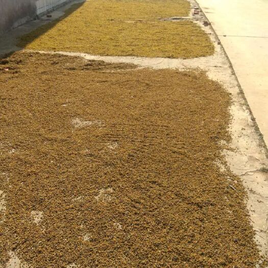 钟祥市 荆门钟祥干野菊花如您需要可以大量的帮您找货源