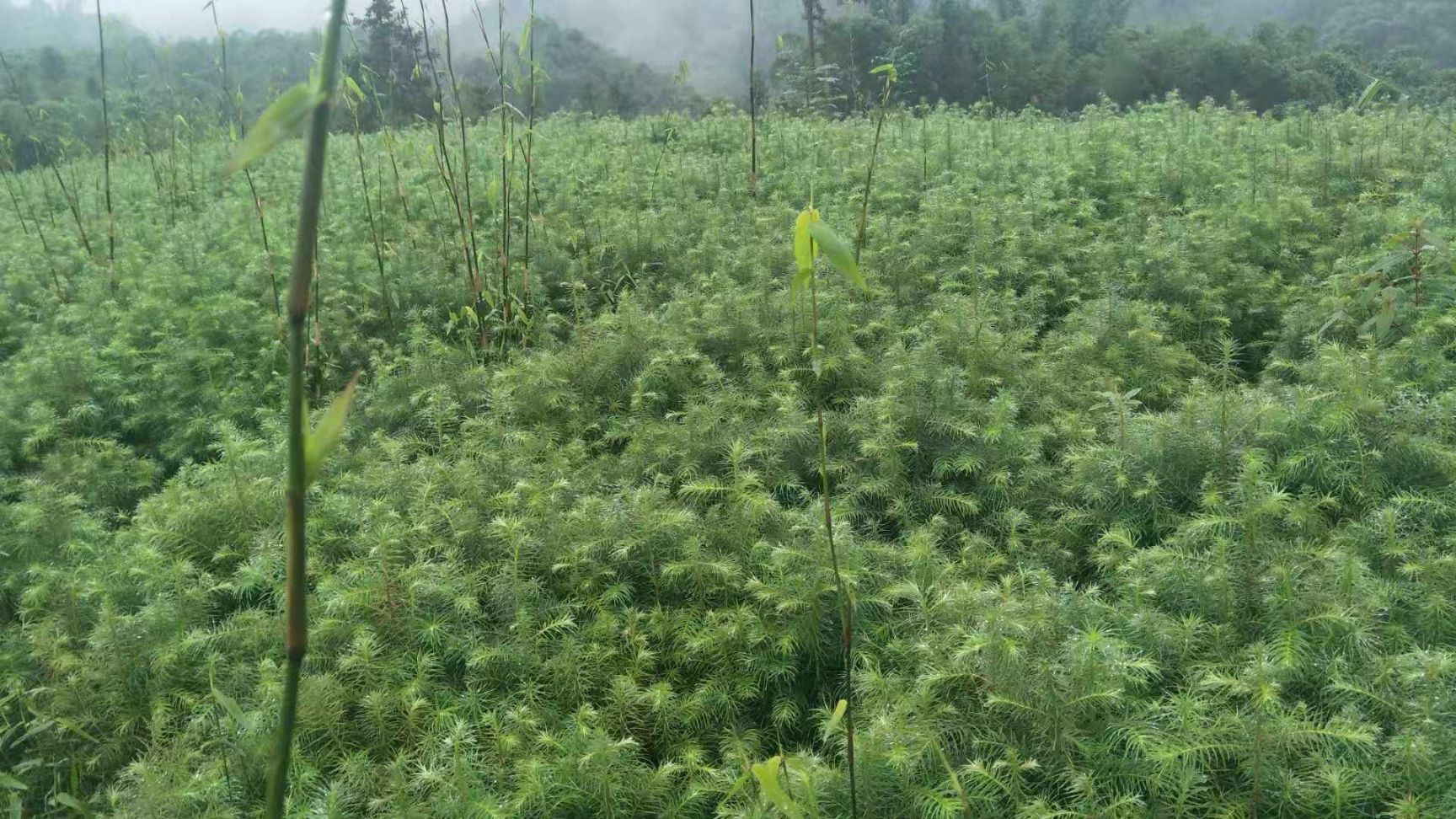 方竹苗 大竹黄皮竹，简称方竹，该竹子实余生长海拔800米以上的高山