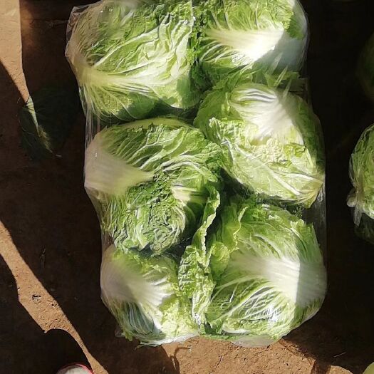 博爱县大白菜