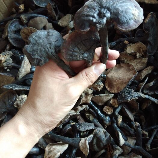 天然灵芝