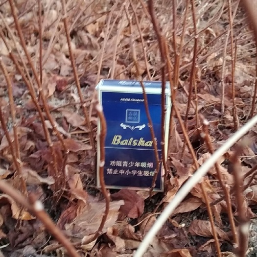 凤城市 出售大果五味子苗