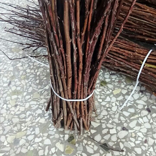 大荔县金蝉