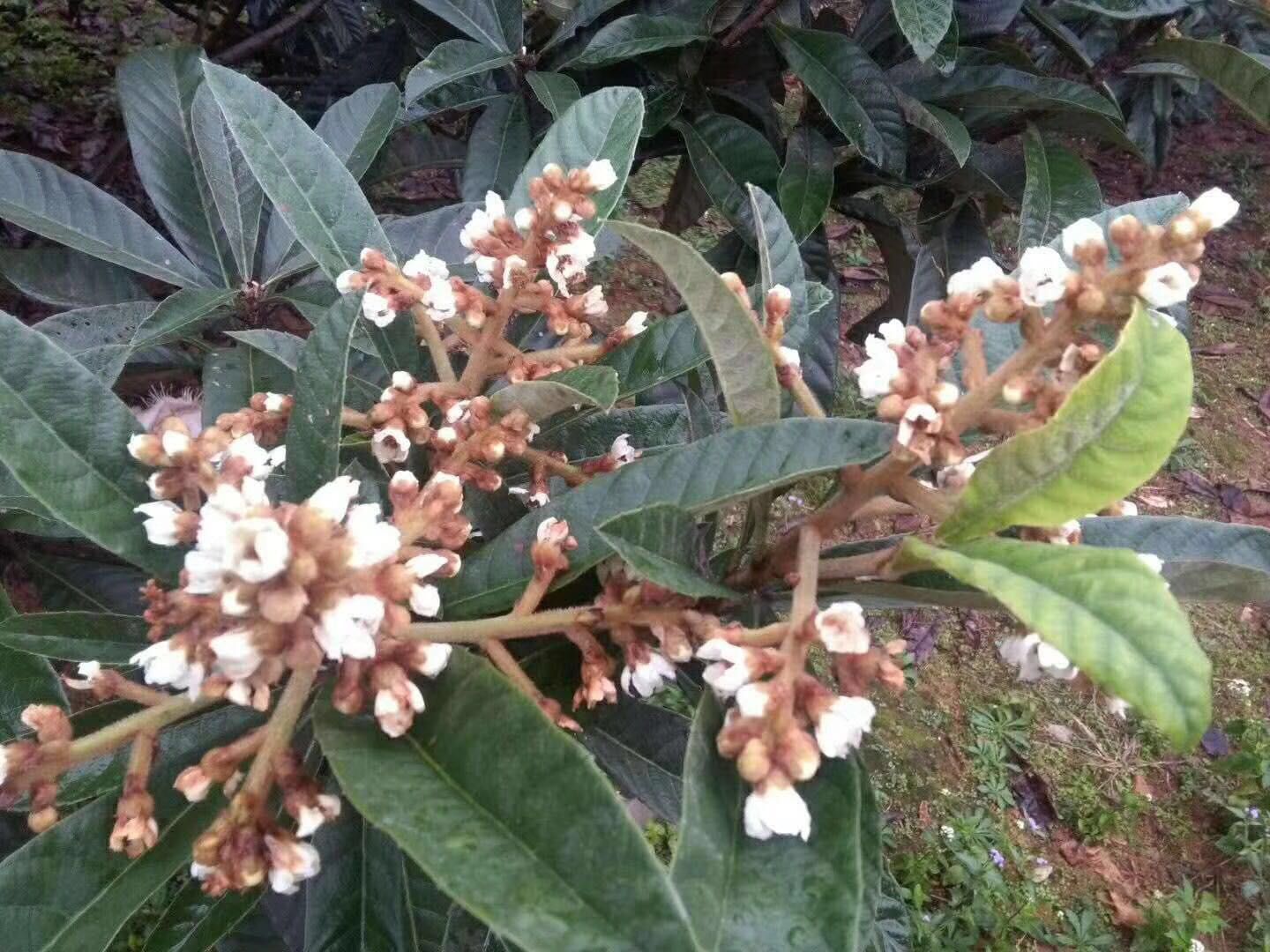 枇杷花茶  新晒枇杷花