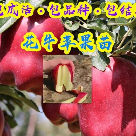 平邑县花牛苹果树苗 1~1.5米