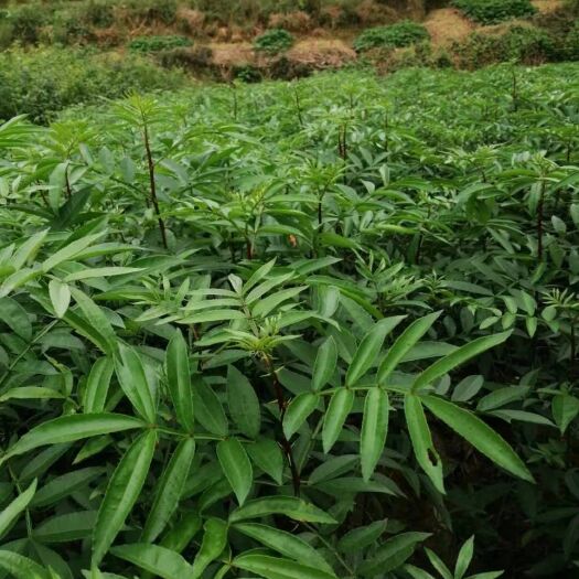 苍溪县 青花椒苗     九叶青花椒苗大量供应，可签合同