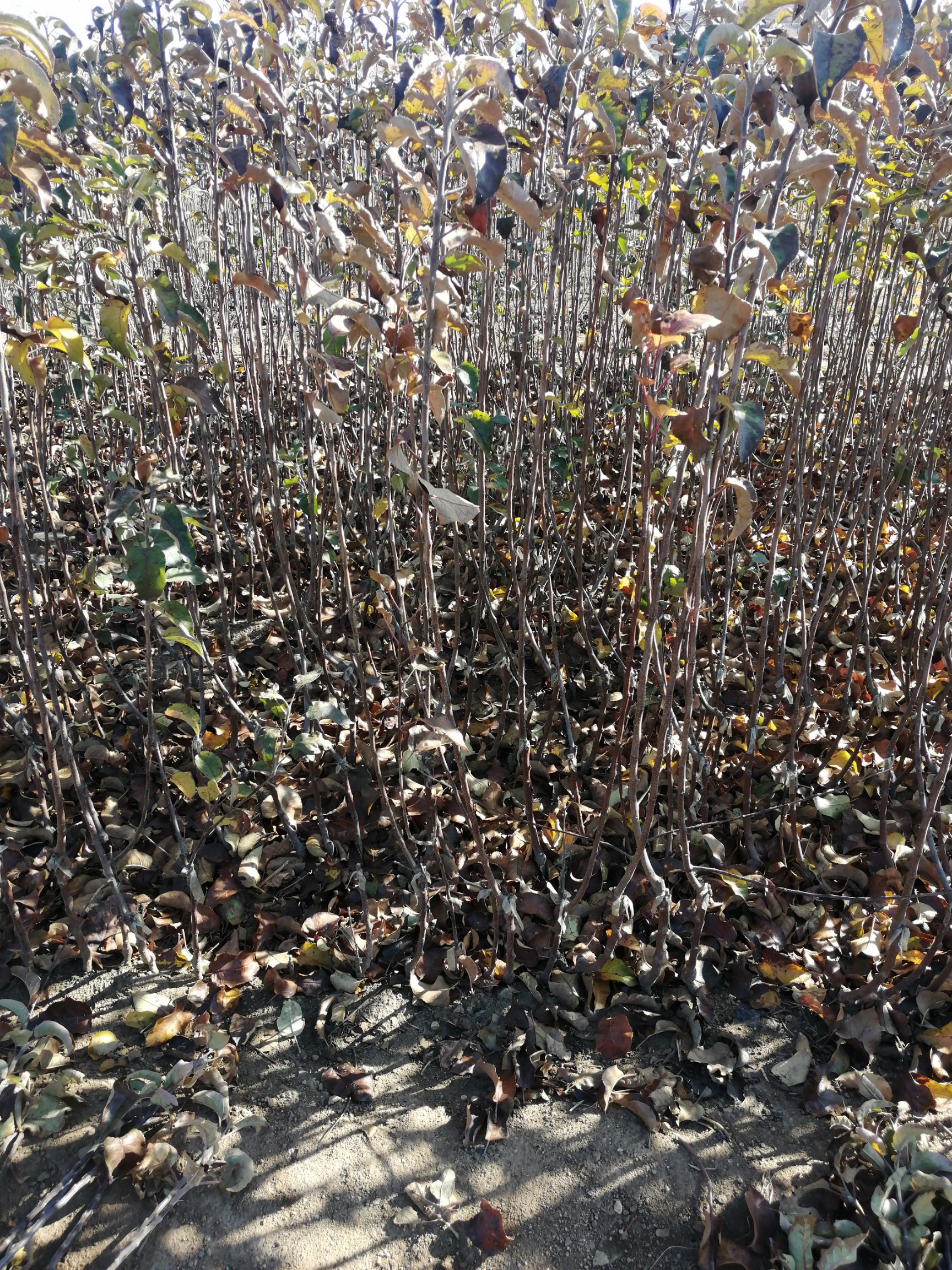 m26矮化砧苹果苗 二刀寒富苹果苗