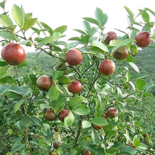 舒城县野生山茶油