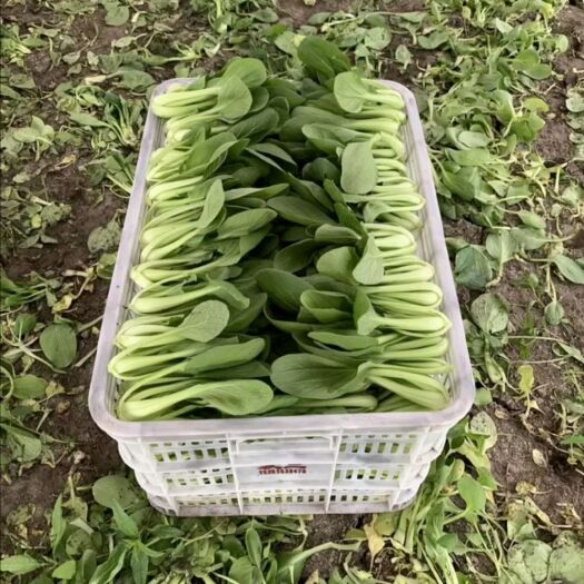 阜宁县 优质精品小青菜 上海青