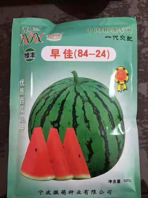 宿州8424西瓜苗