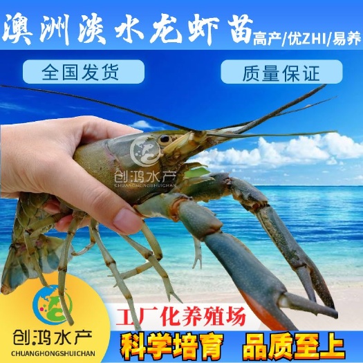 广州【淡水养殖】澳洲淡水龙虾苗 龙虾苗 澳洲小龙虾苗