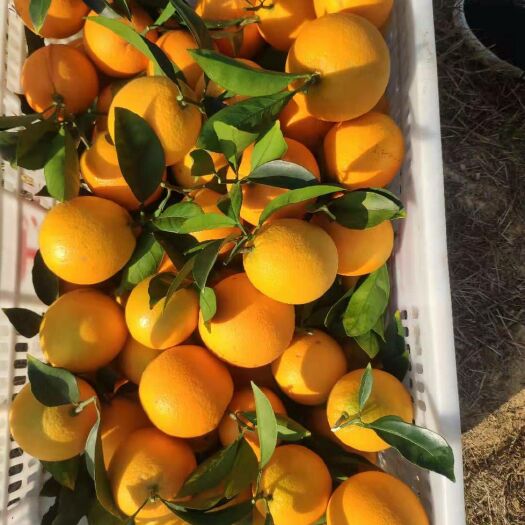 信丰县赣南脐橙 4-8两