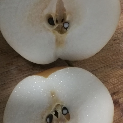 临沂雪梨  自种自销的甜梨