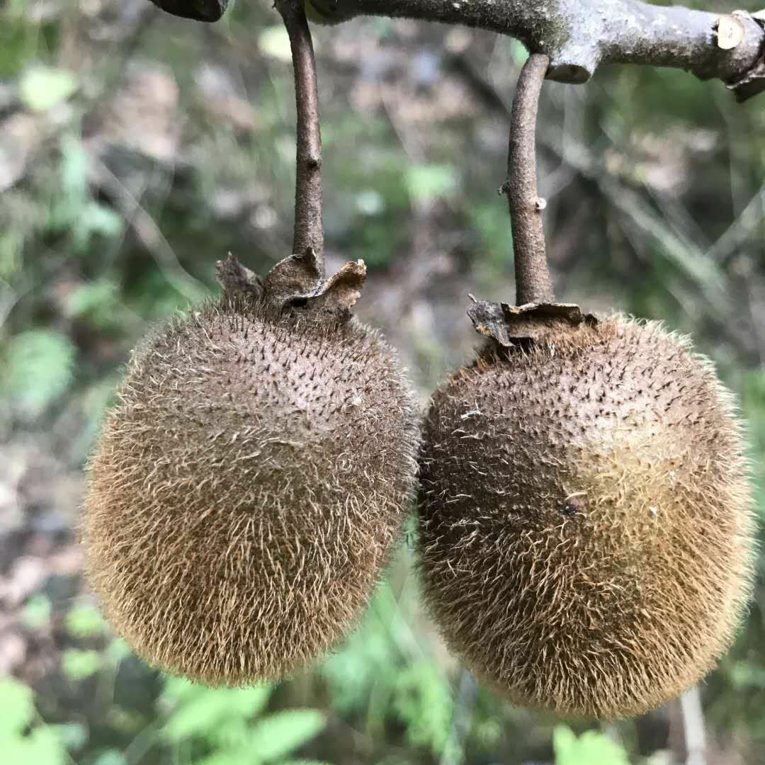  陜南西岱頂景區(qū)野生獼猴桃