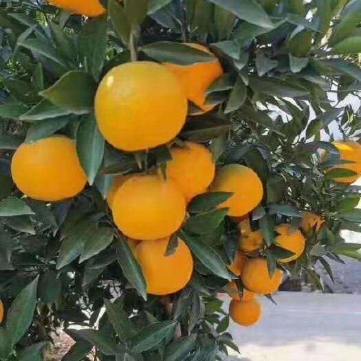 秭归县秭归脐橙