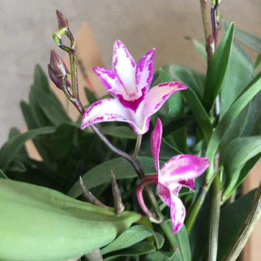 昆明大花惠兰 暗香