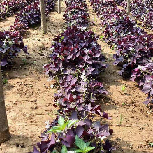 遵化市草花 出售紫叶酢浆草种根1000斤