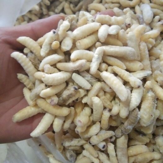 北川县 一级蜂蛹，货不多了，有需要的联系
