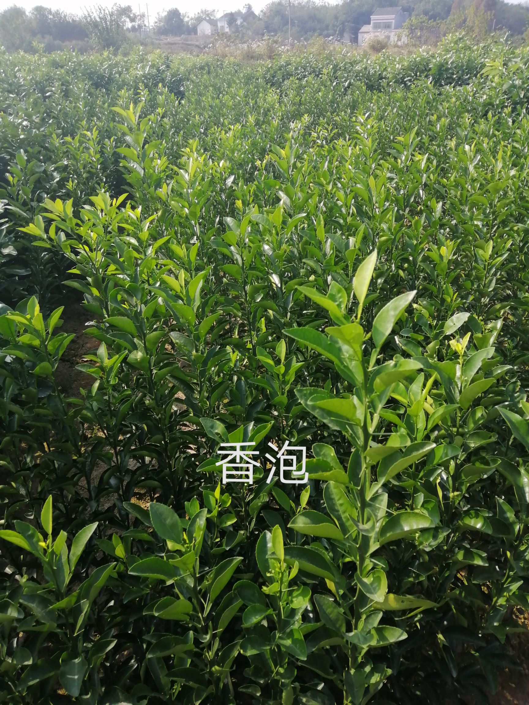 香櫞苗  基地直供 量大從優(yōu)