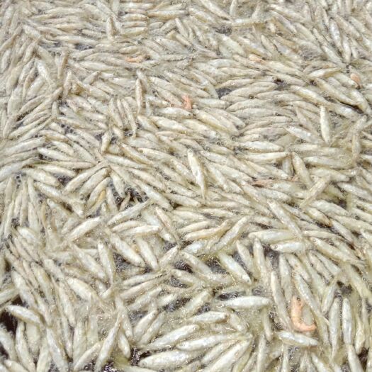浦北县小鱼干 油炸面粉，白肖鱼