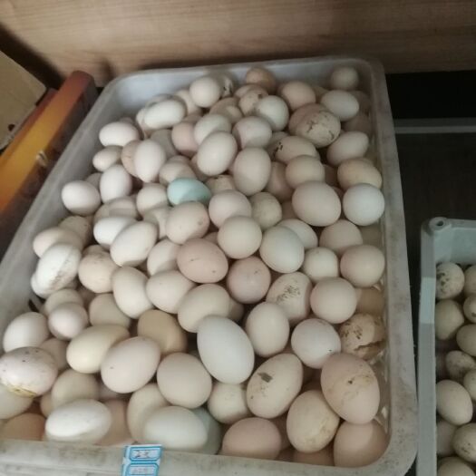 博爱县 出售正宗散养芦花鸡，鸡蛋