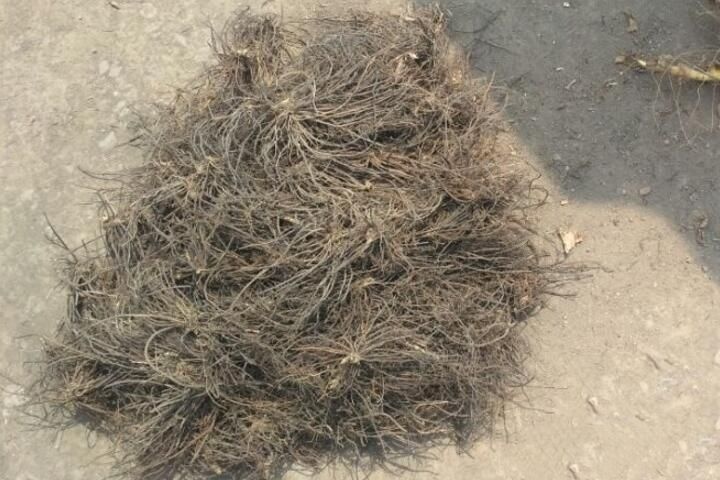 舒兰市 出售中药材威灵仙