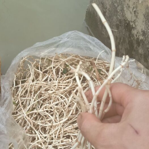 安顺鱼腥草根 优良品种