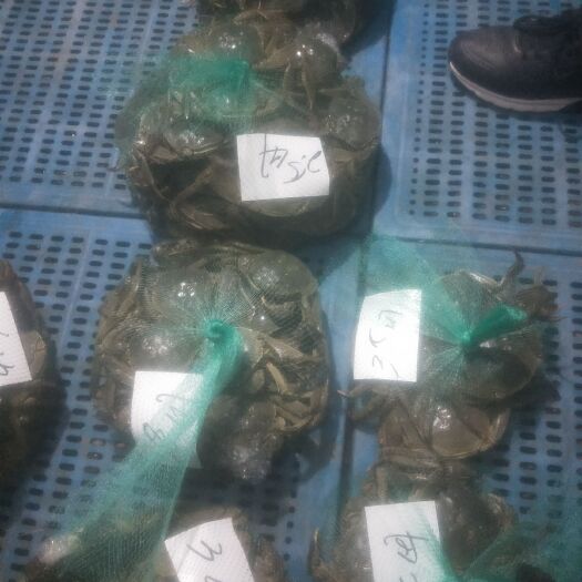 南京高淳大闸蟹 公蟹 固城湖大闸蟹 公蟹