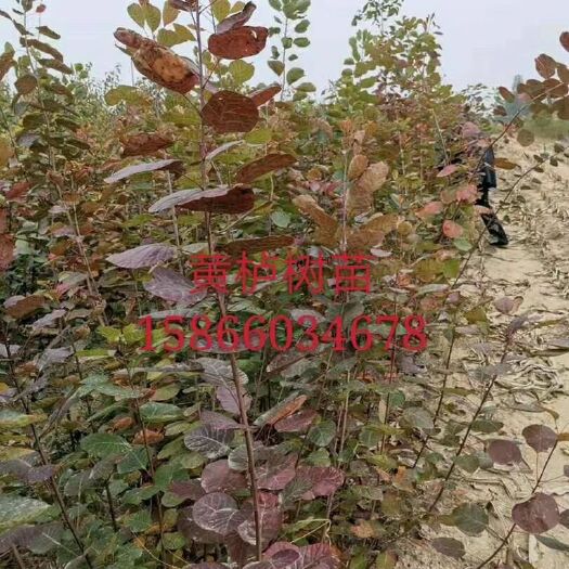 泰安 黄栌树苗