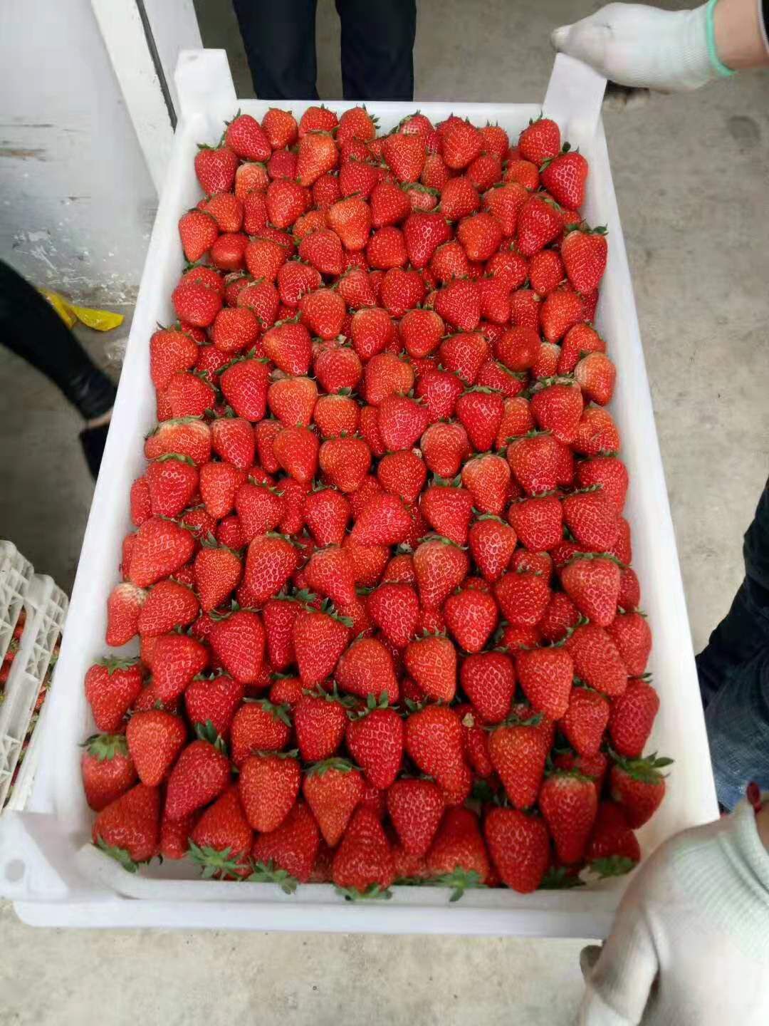长丰红颜草莓，承接电商，大量供应 超市 ，需要可以联系我