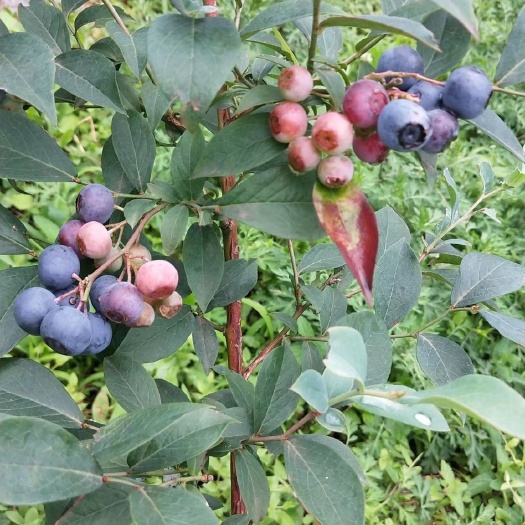 诸暨市奥尼尔蓝莓苗 蓝莓大钵苗