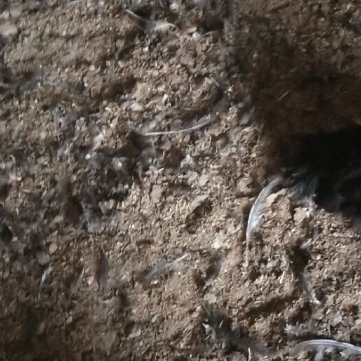 桐柏县稻壳鸡粪