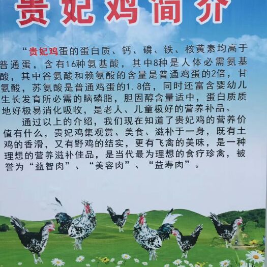 泸州 散养贵妃鸡，五黑鸡