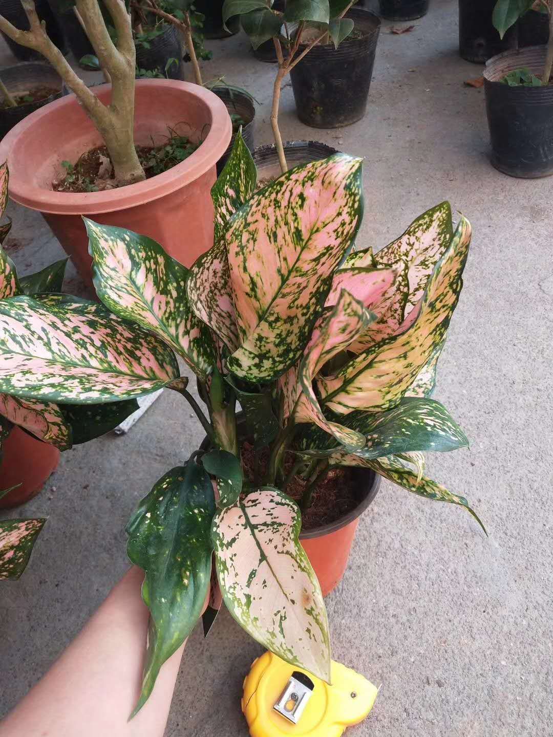 花蝴蝶草 如意  花蝴蝶  盆栽草本植物，非常吸引眼球。
