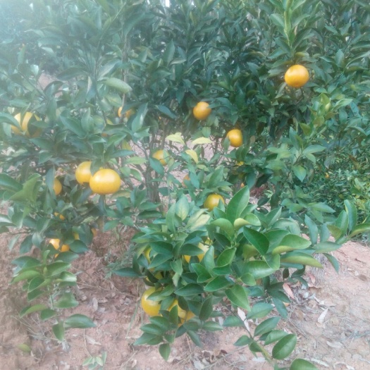 上思县 上思县十万大山红江橙