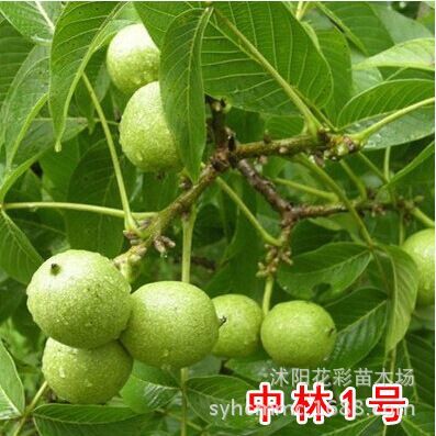 荥阳市核桃苗 核桃树苗香玲8518纸皮核桃清香核桃树苗