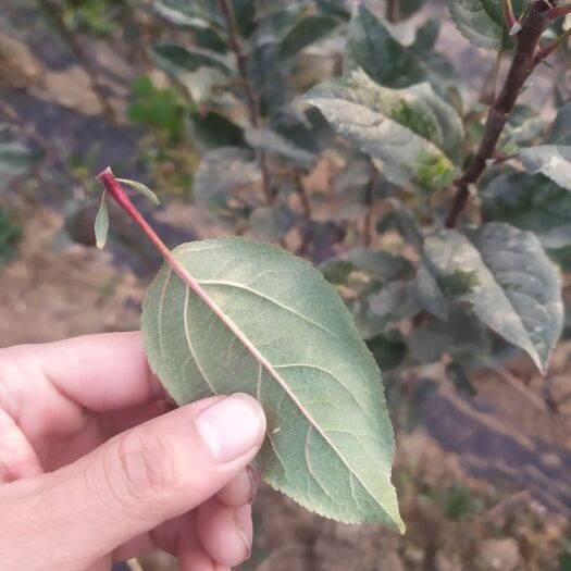 平邑县 鲁丽苹果树苗山东临沂树苗基地直发现挖现卖品种纯正保质保量